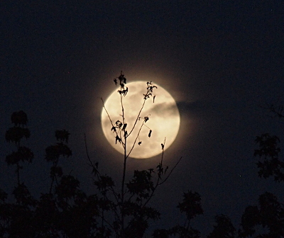 [The camera lens focused on the vegetation in front of the full moon, so the moon appears to have a haze around it. The clouds between the vegetation and the moon darken and blur parts of the light reflecting off the moon.]